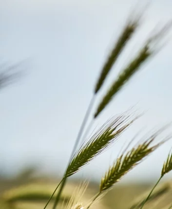 Organizational Rituals